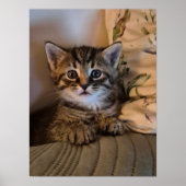 Little kitty poster (Vorne)