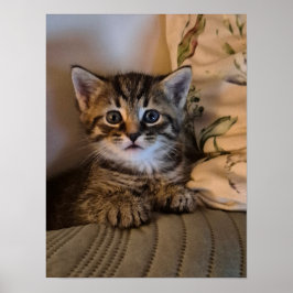 Little kitty poster