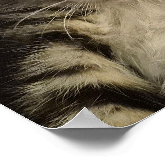 Little kitty poster (Ecke)