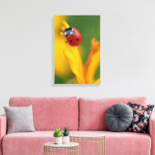 Little Lady auf einer Blume Leinwanddruck (Insitu (Wohnzimmer))