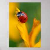 Little Lady auf einer Blume Poster (Vorne)