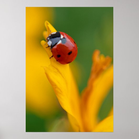 Little Lady auf einer Blume Poster (Vorne)