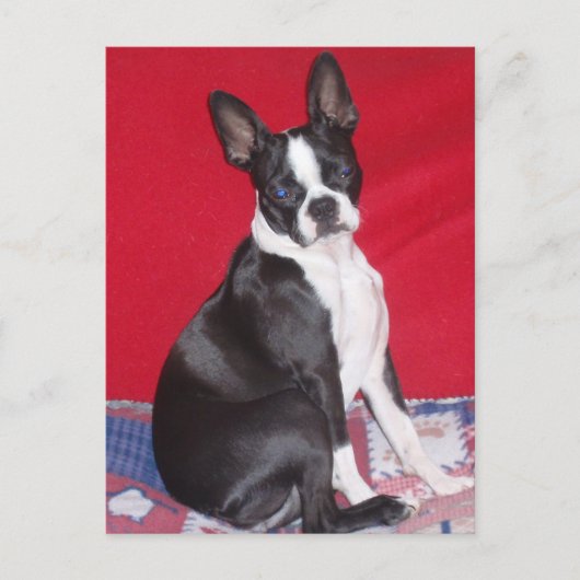 Little Lady Lola bug Postkarte (Vorderseite)