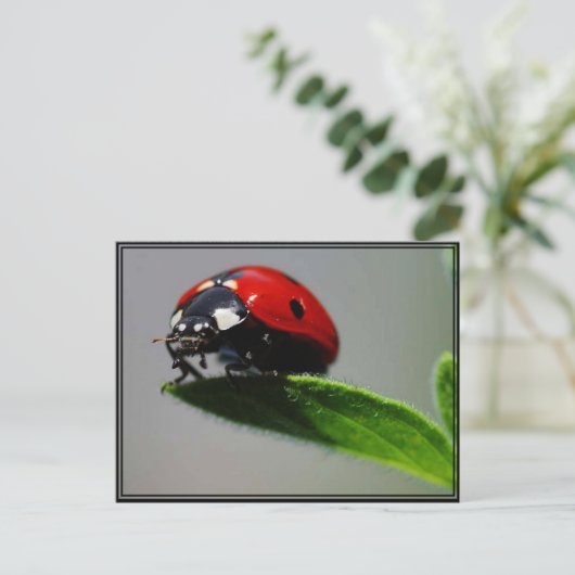 Little Ladybug Postkarte (Stehend Vorderseite)