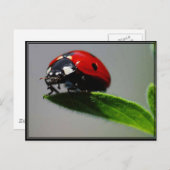 Little Ladybug Postkarte (Vorne/Hinten)