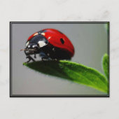 Little Ladybug Postkarte (Vorderseite)
