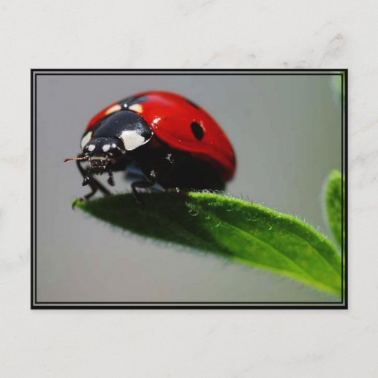 Little Ladybug Postkarte (Vorderseite)