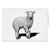 Little Lamb (Vorderseite (Horizontal))
