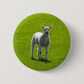 Little Lamb Button (Vorderseite)