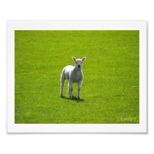 Little Lamb Fotodruck (Vorne)