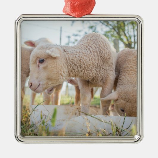 Little Lamb Ornament Aus Metall (Vorne)