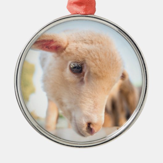 Little Lamb Ornament Aus Metall (Vorne)