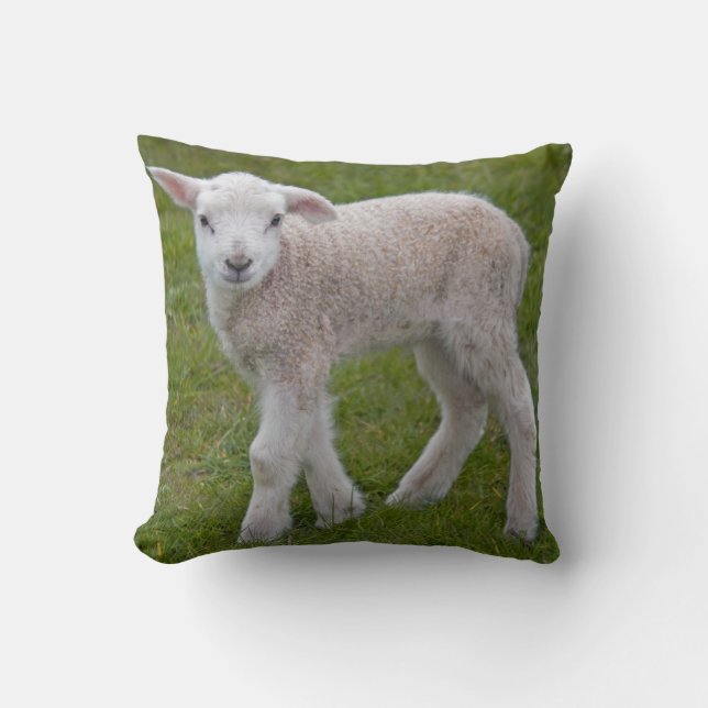 Little Lamb Pillow Kissen (Vorderseite)