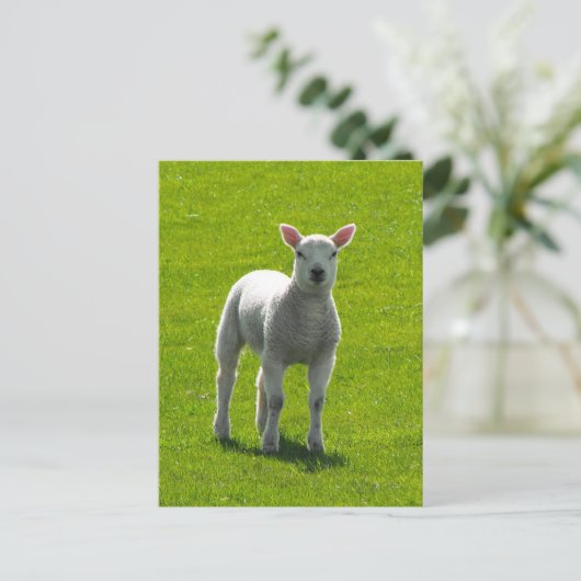 Little Lamb Postkarte (Stehend Vorderseite)
