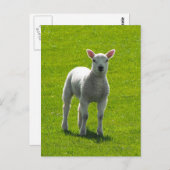 Little Lamb Postkarte (Vorne/Hinten)