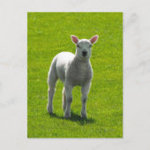 Little Lamb Postkarte (Vorderseite)