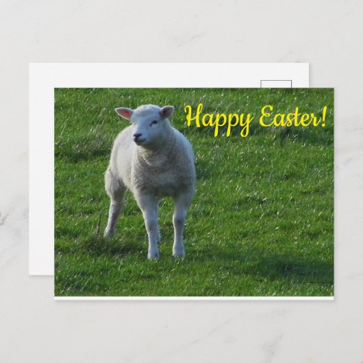 Little Lamb Postkarte (Vorne/Hinten)