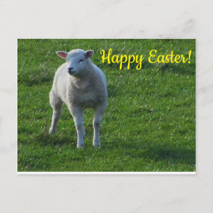 Little Lamb Postkarte