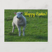 Little Lamb Postkarte (Vorderseite)