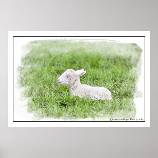 Little Lamb Watercolor Fotodrucken Poster (Vorne)