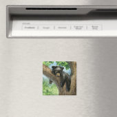 Little Lazy Bear Magnet (In Situ (Geschirrspüler))