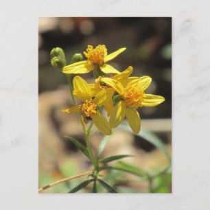 Little Lemon Head Wildblumen Postcard Postkarte