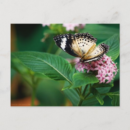 Little Leopard Wings Postcard Postkarte (Vorderseite)