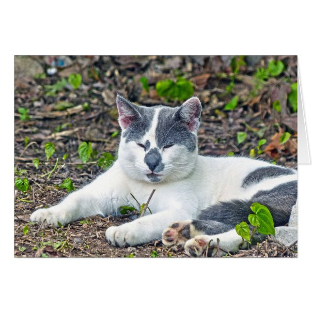 Little Mister Pants (Vorderseite (Horizontal))