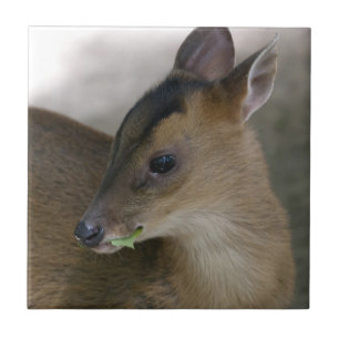Little Muntjac Fliese