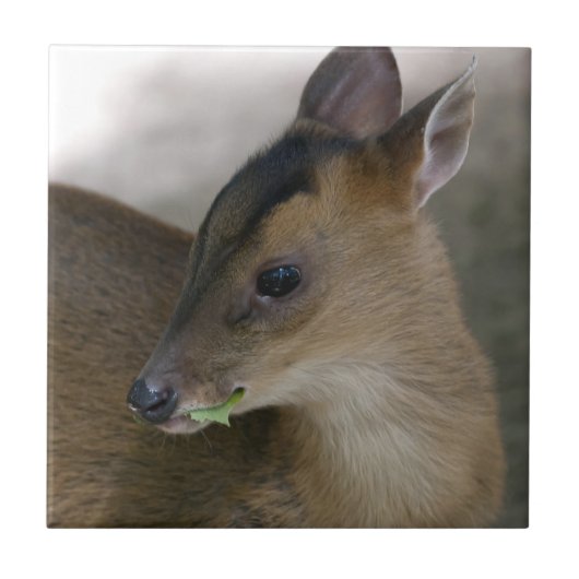 Little Muntjac Fliese (Vorderseite)