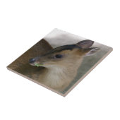 Little Muntjac Fliese (Seite)