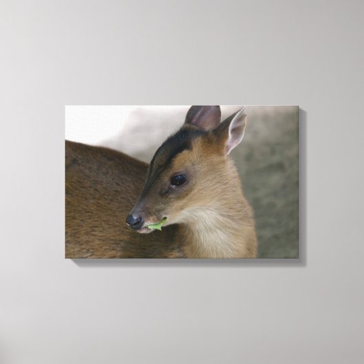 Little Muntjac Leinwanddruck (Vorderseite)