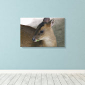 Little Muntjac Leinwanddruck (Insitu (Holzboden))