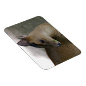 Little Muntjac Magnet (Rechte Seite)