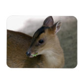 Little Muntjac Magnet (Horizontal)
