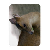 Little Muntjac Magnet (Vertikal)