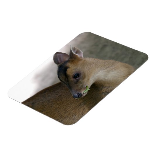 Little Muntjac Magnet (Linke Seite)