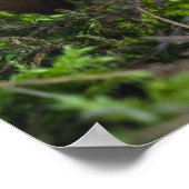 Little Mushroom Poster (Ecke)