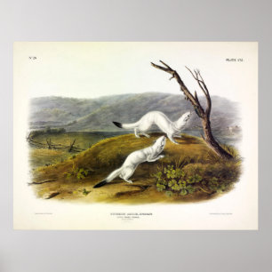 Little Nimble Weasel, Langschwanzwaffel - Audubon Poster