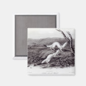 Little Nimble Weasel Magnet (Vorderseite/Rückseite)