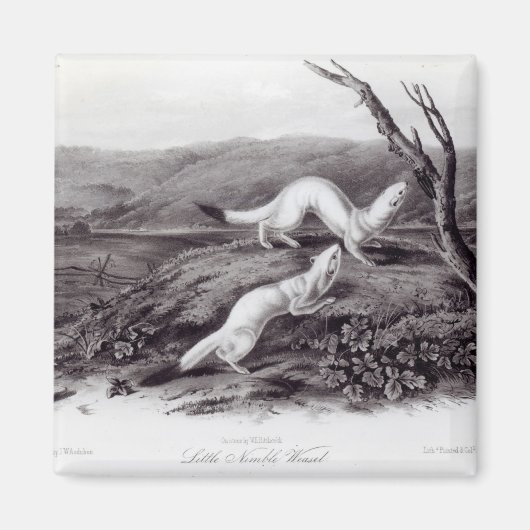 Little Nimble Weasel Magnet (Vorne)