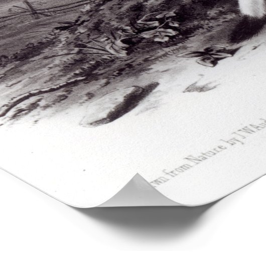 Little Nimble Weasel Poster (Ecke)