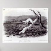 Little Nimble Weasel Poster (Vorne)