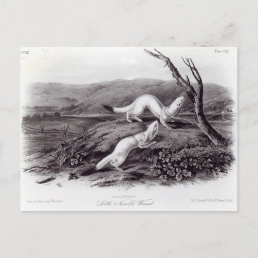 Little Nimble Weasel Postkarte (Vorderseite)