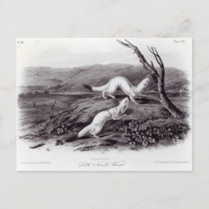 Little Nimble Weasel Postkarte