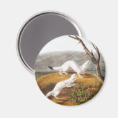 Little Nimble Weasel Putorius agilis Illustration Magnet (Vorderseite/Rückseite)