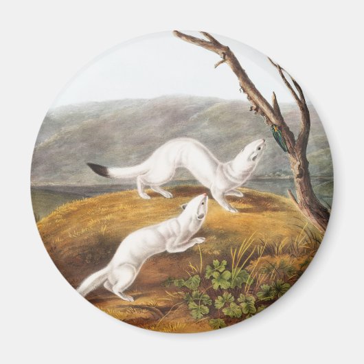 Little Nimble Weasel Putorius agilis Illustration Magnet (Vorne)