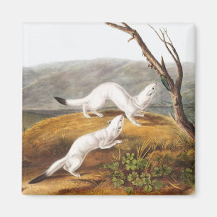 Little Nimble Weasel Putorius agilis Illustration Magnet