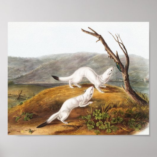 Little Nimble Weasel Putorius agilis Illustration Poster (Vorne)