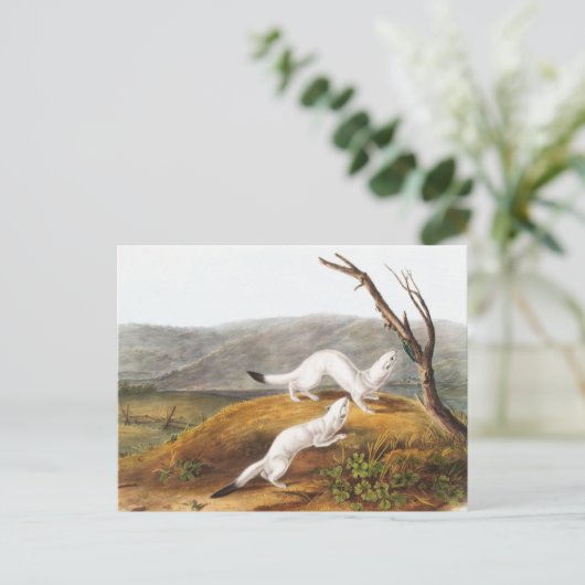 Little Nimble Weasel Putorius agilis Illustration Postkarte (Stehend Vorderseite)